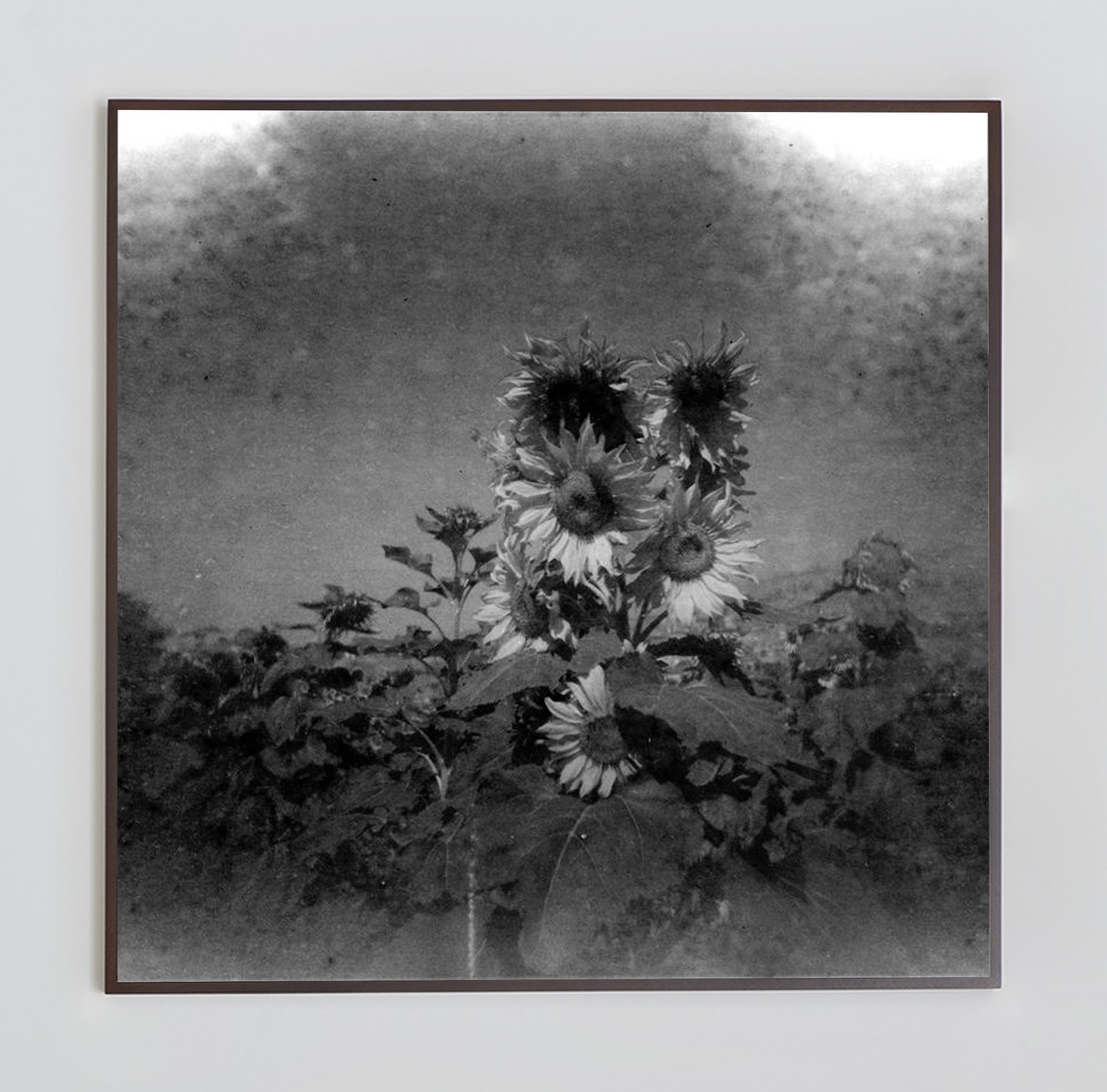 <i>Untitled</i>, 2024. Photo-paper mounted on dibond, 48 x 48 in (122 x 122 cm)